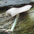 Pluteus Cervinus